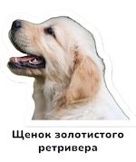 Golden retriever puppy sticker with its Russian name