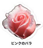 Pink rose sticker with its Japanese name