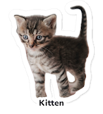 Kitten sticker
