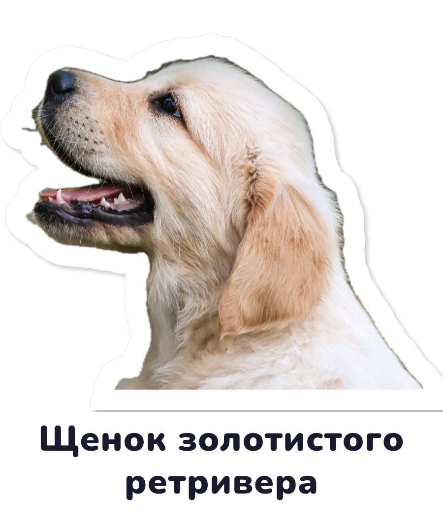 Golden retriever puppy sticker with its Russian name