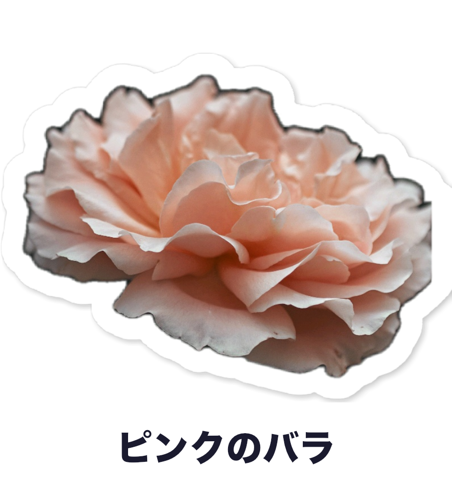 Pink rose sticker with its Japanese name