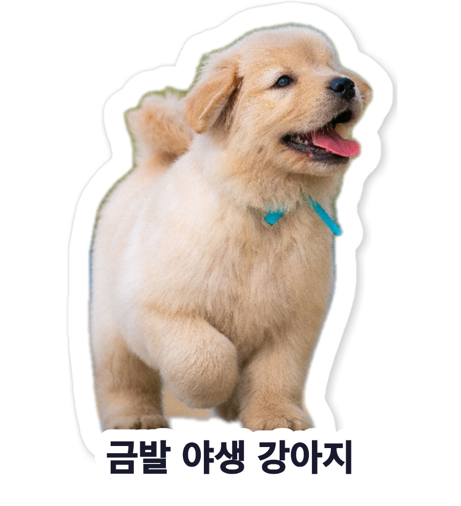 Golden puppy sticker with its Korean name