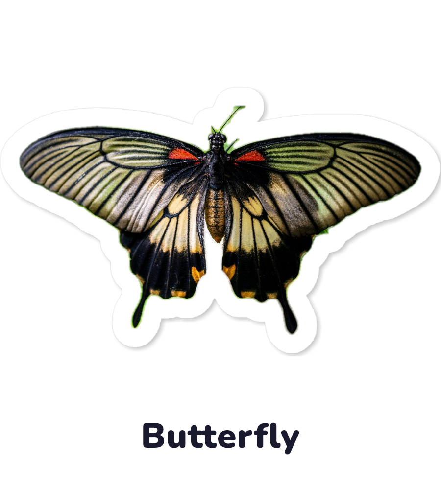 Butterfly sticker